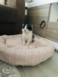 Woddy – Hondenmand Kat – Hondenkussen – Fluffy – Bagel – 50 Cm – Bruin